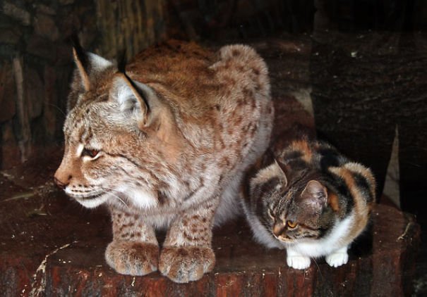 Feline Sneaks Into A Zoo And Becomes Friends With A Cute Lynx
