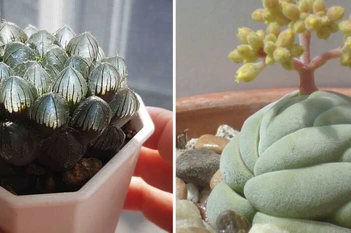 15 Types Of Succulents That Look Like Something Out Of This World