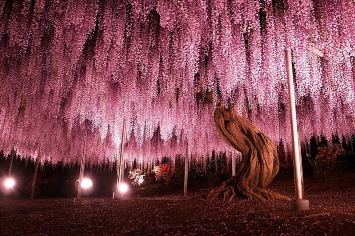 This 144-Year-Old Wisteria In Japan Looks Like A Pink Sky